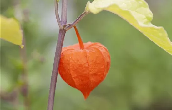 Exotische Früchte gedeihen auch im eigenen Garten