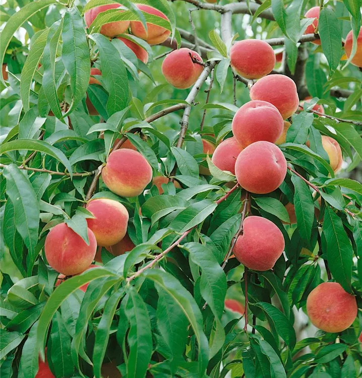 Pfirsich 'Früher roter Ingelheimer'