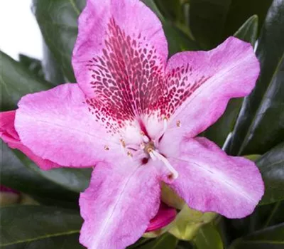 Rhododendron-Hybride 'Cosmopolitan'